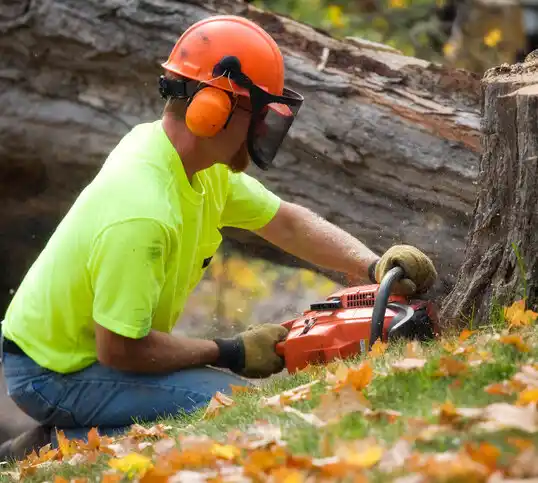 tree services Wilbur Park